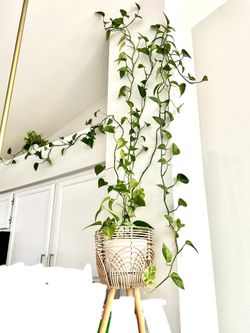 Trailing Pothos With Planter 35$price Is Firm