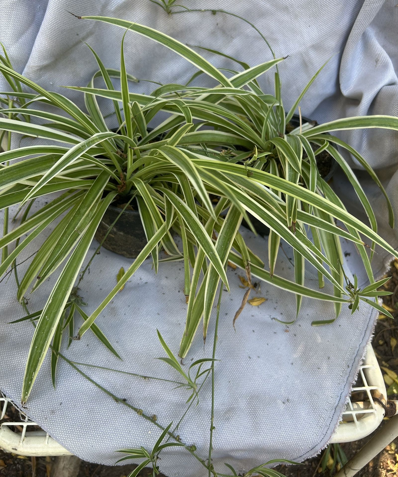 Spider Plant