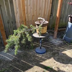 Bonsai Pine