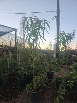 Arbol de mango