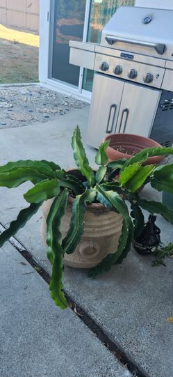 Dragon Fruit Plant