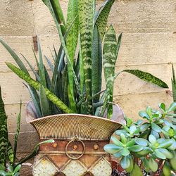 Sansevieria and fernwood pot