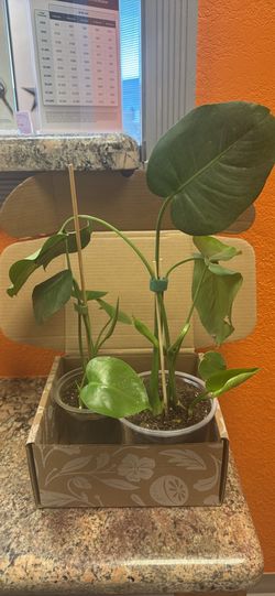 Live healthy Monstera cuttings