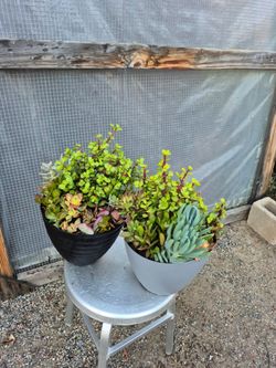 Succulents Arrangement Plant 10" Pot $10 each