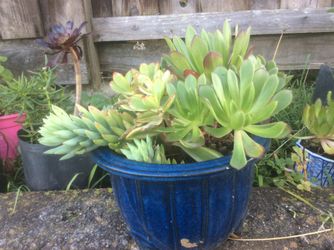 Nice arrangement in a ceramic blue pot for $25