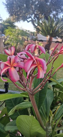 PLUÑERIA TEICOLOR