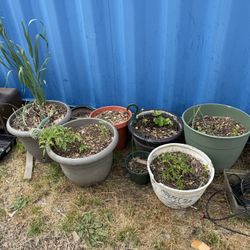 Plants 