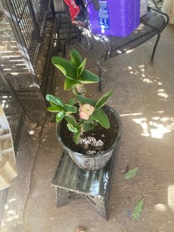 Corona de cristo blanca con rosa