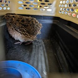 Quail Male