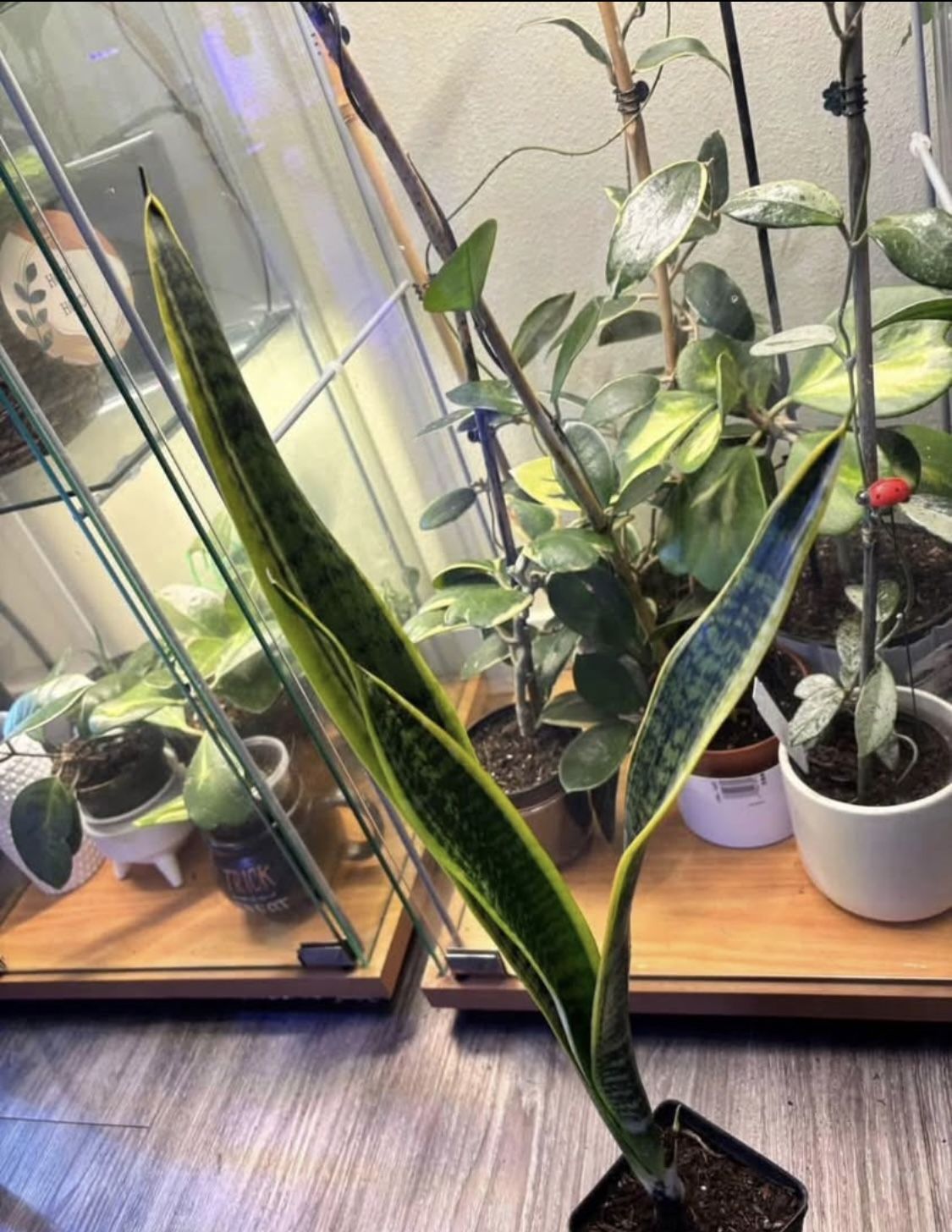 Snake Plant 22 In Toll