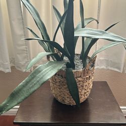 Fake Decorative Plants 