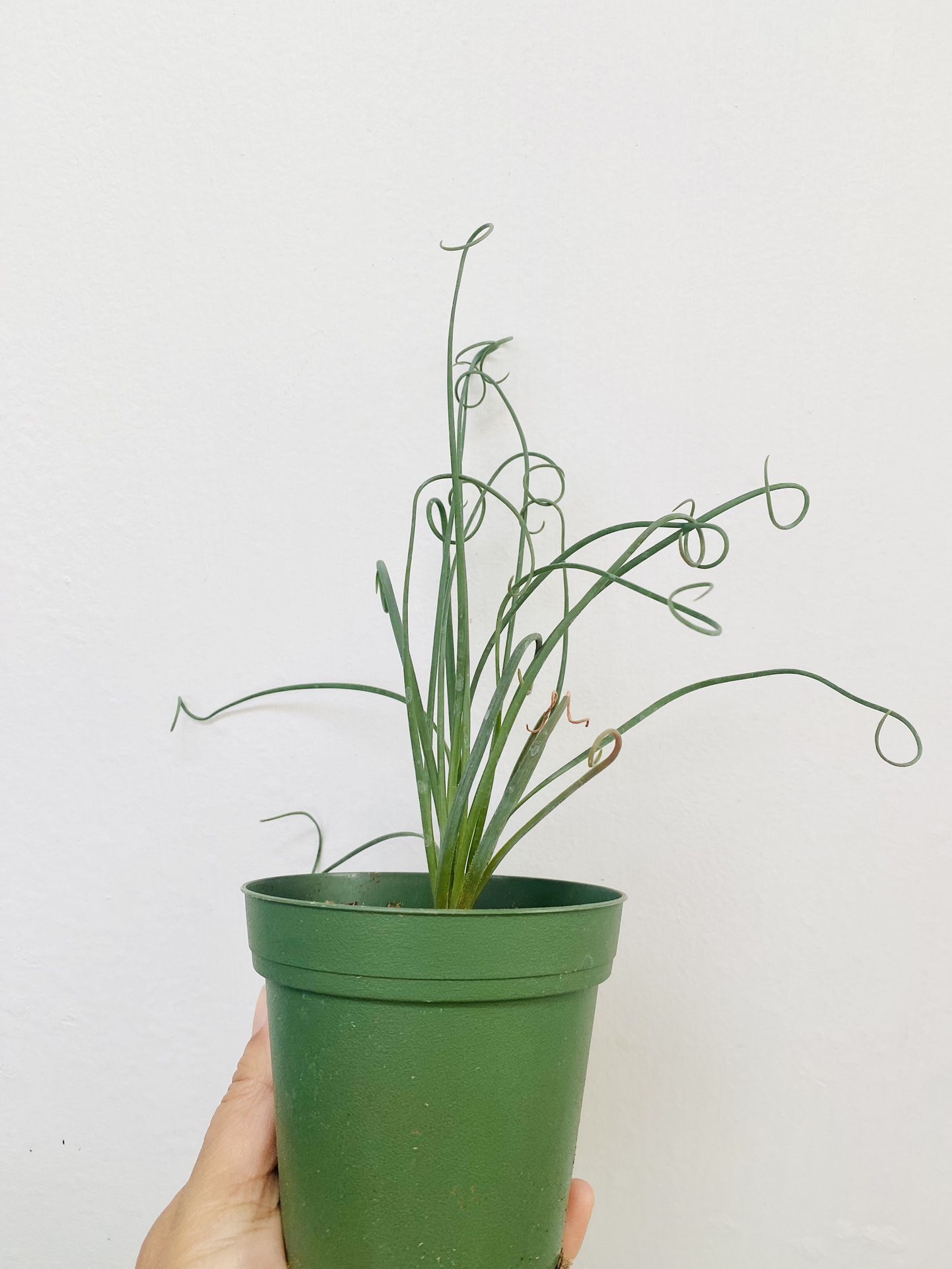 Plants (4”pot🌿Frizzle Sizzle $12)