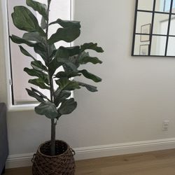 Fiddle Leaf Fig Tree