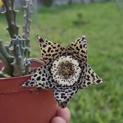 Stapelia Starfish 