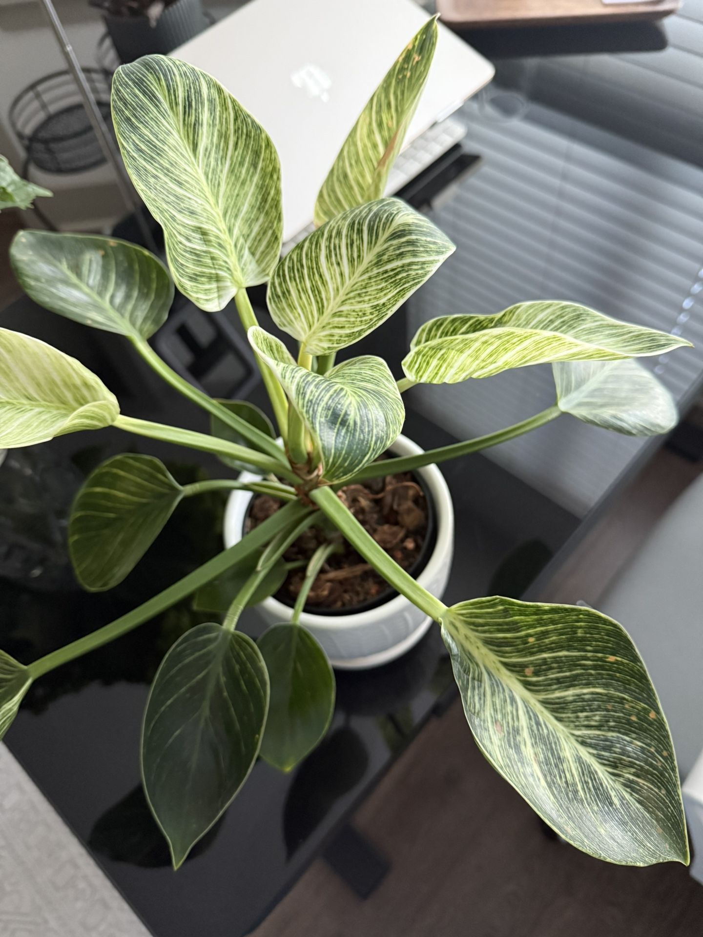Philodendron Birkin plant with pot for sale 