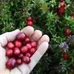 Cranberry Plants