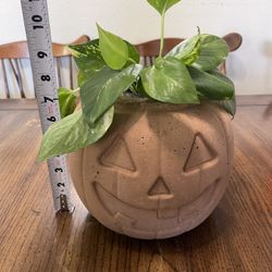 Halloween Pumpkin