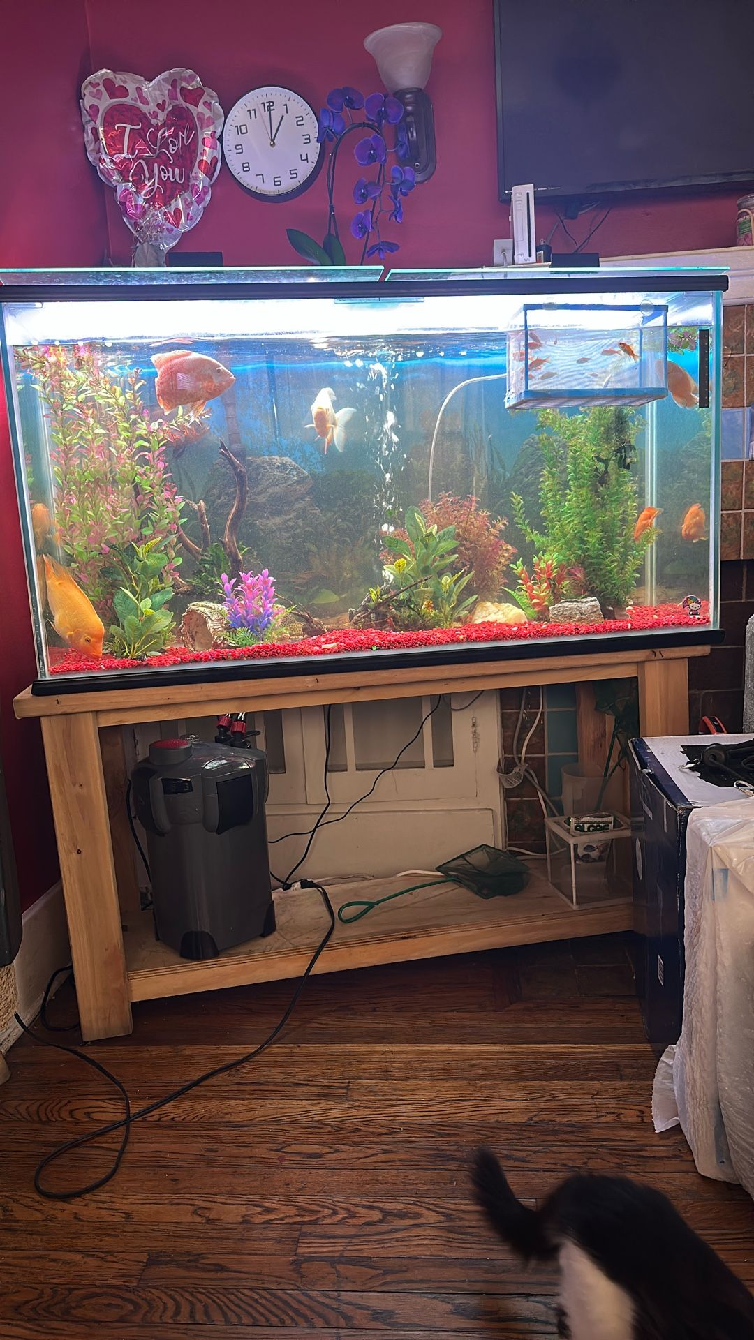 70 Gallon Fish Tank With Pump