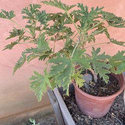 Cintronella Plant