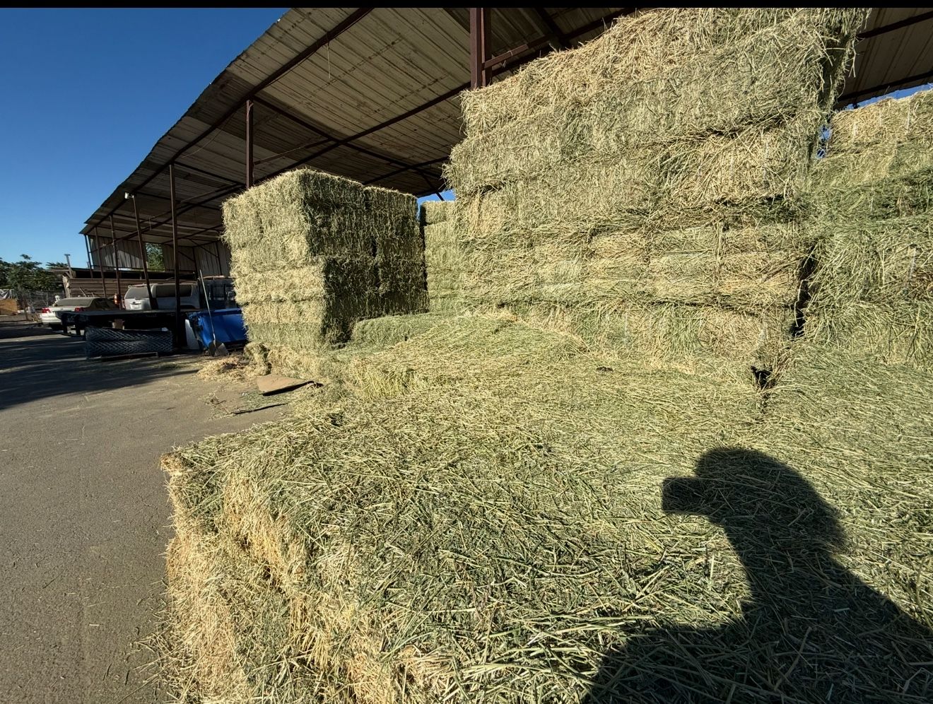 Hay/alfalfa 