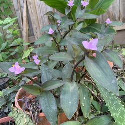 Purple Heart Plant With Big Clay Pot
