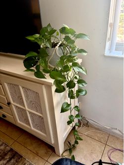 House plant