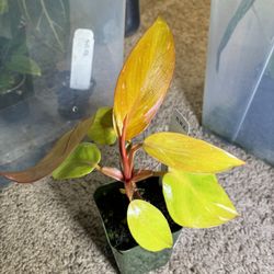 “Persimmon Princess”Philodendron  $50