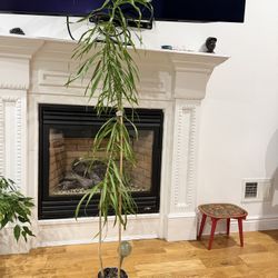 Ficus maclellandii “Alii” is an elegant house plant grown as a tree with long graceful shiny green leaves. Originally grown in Hawaii, and now also na