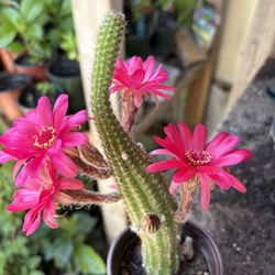 Cactus Echinopsis Cuarzo Rosa