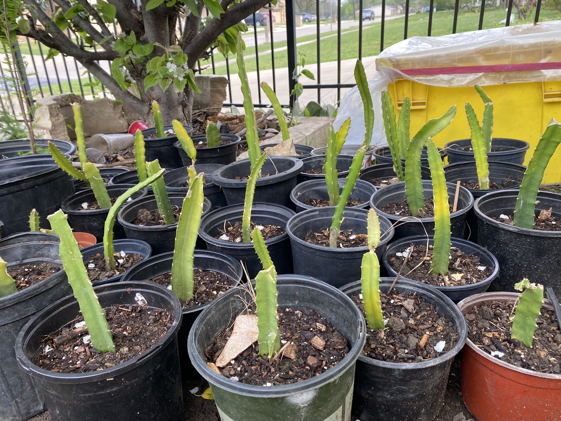 YELLOW DELICIOUS SWEET DRAGON FRUIT TREES
