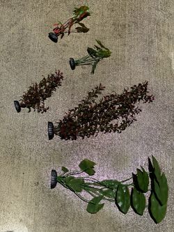 ASSORTED AQUARIUM PLANTS