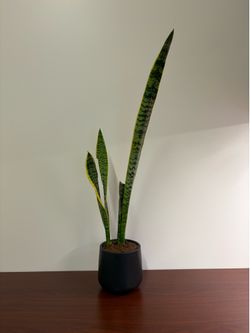 Easyplant Snake Plant - Small Self Watering Pot