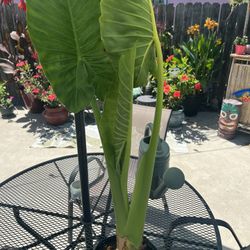 Giant Elephant Ear Plant
