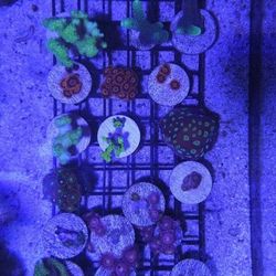 Reef Tank Fake Decorations