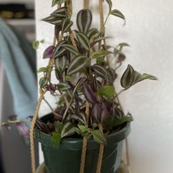 Hanging Plant