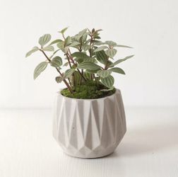 Succulent pot (Concrete), 3.25”(w) x 3.0”(h).