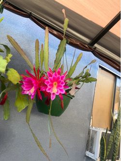 Epiphyllum