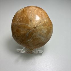 Sand Dollar Fossil Polished 120 Million Year Old! Madagascar with display rack