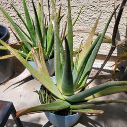 Aloe Vera Plants for sale