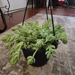 Donkey tail succulents in a 6 inch hanging pot