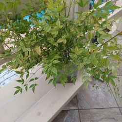 Heavenly bamboo.
Plant