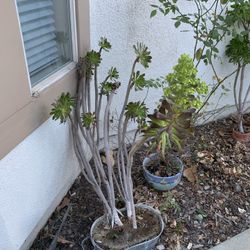 Potted Succulents Plant 