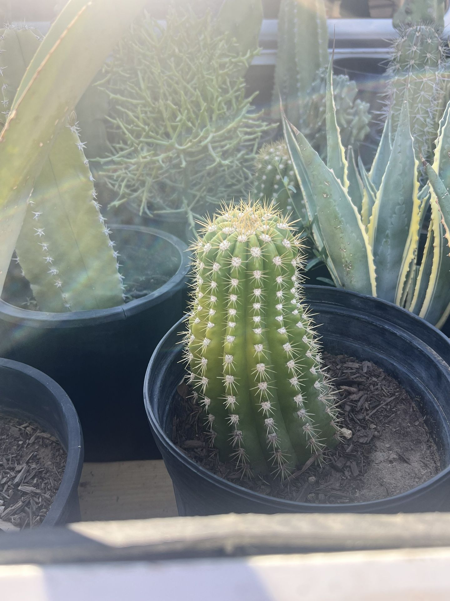 Plant Plants Plants :)