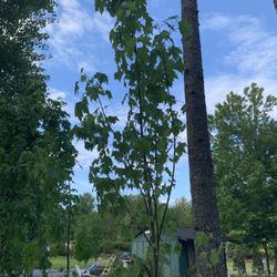 See Tree Maple – Armstrong