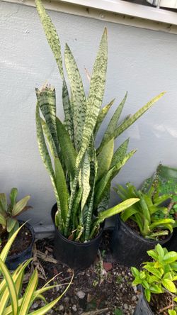 Plant