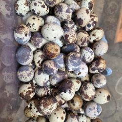 QUAIL Eggs 