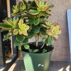 Aeonium Kiwi succulent 