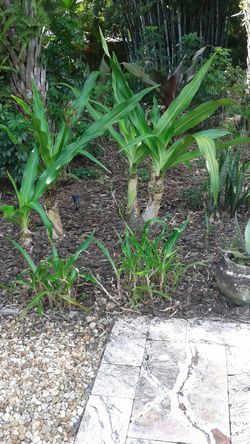 Giant White Crinum Lillies