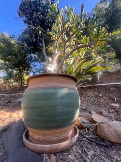 Pot for plant w/ succulent