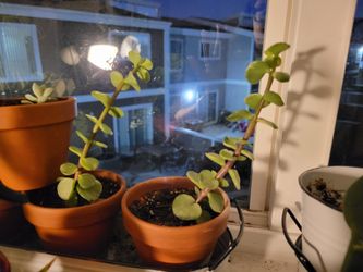 Elephant Ear Succulents 